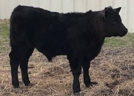 Bull- Born 10/16/2019