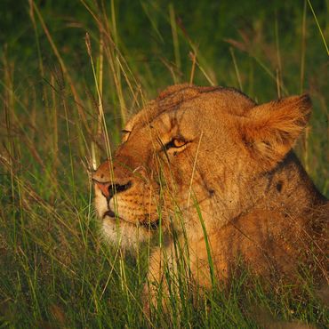 Lioness disguised amongst grass hunting mode