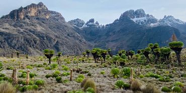 Giant Groundsels, Mt Kenya