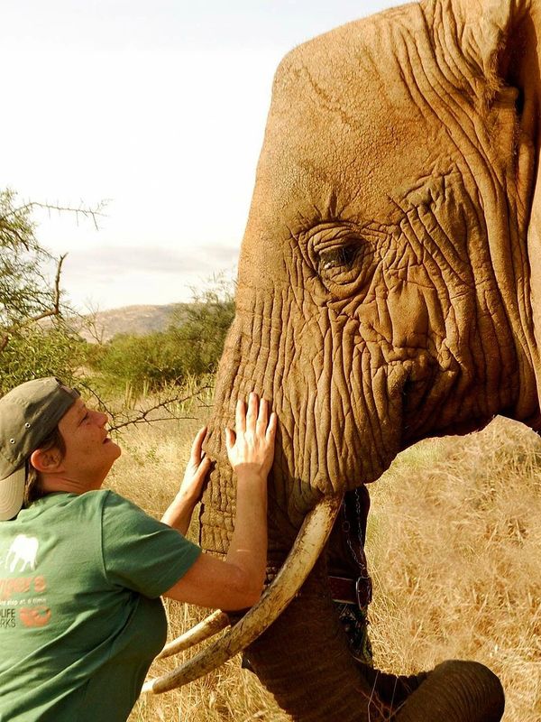 Person touching an elephant's face gently.