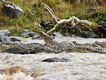 Crocodiles feasting on Wildebeest Mara River