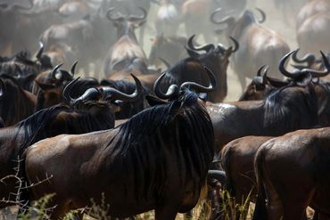 Herd of Wildebeest grazing