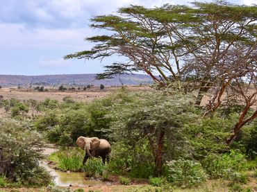 Bull Northern Kenya
