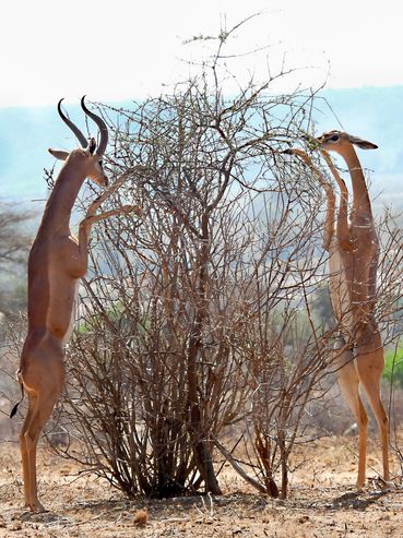 Gerenuk in Samburu National Park, Northern Kenya