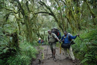 Marangu route first stage through forest.