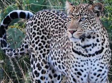 Leopard are regularly sighted at Loisaba Conservancy in Northern Kenya