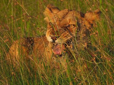 Lioness grimicing in hunting mode