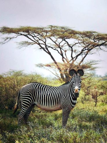 endangered Grevy's Zebra Northern Kenya
