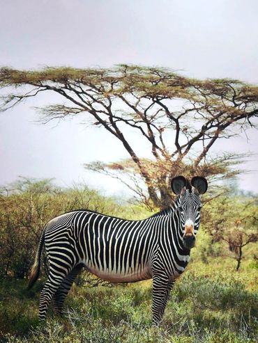 endangered Grevy's Zebra Northern Kenya