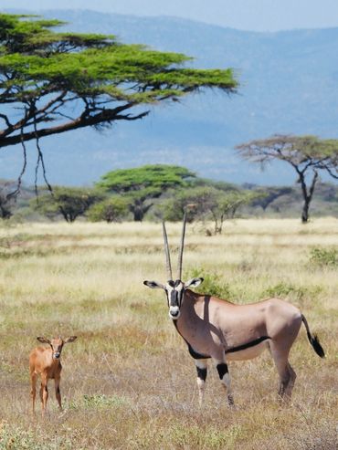 endangered beisa oryx and calf in Northern Kenya