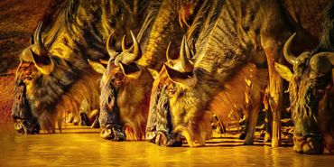 Wildebeest drinking Mara River