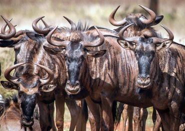 Wildebeest also called 'Gnu's