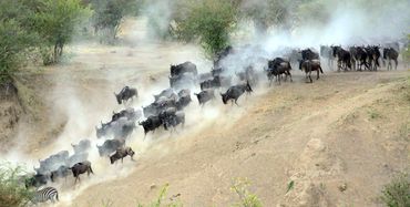 Wildebeest Migration stampede