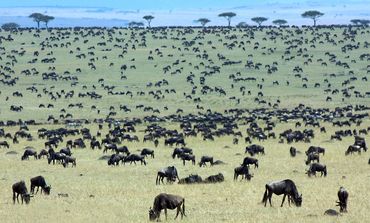 Wildebeest Migration Mara Kenya