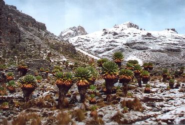 Giant Groundsel valley on Mt. Kenya towards secondary peaks in the snow.