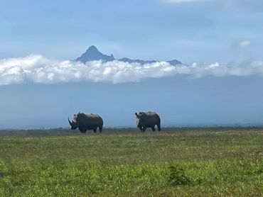 White Rhino in Ol Pejeta Conservancy, Kenya