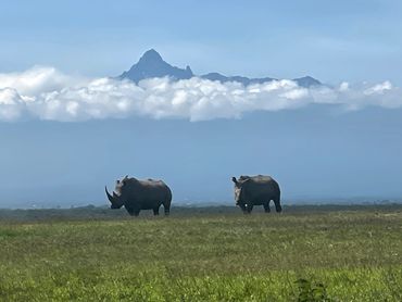 White Rhino in Ol Pejeta Conservancy, Kenya
