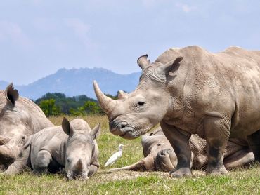 White Rhino Lolldaiga conservancy