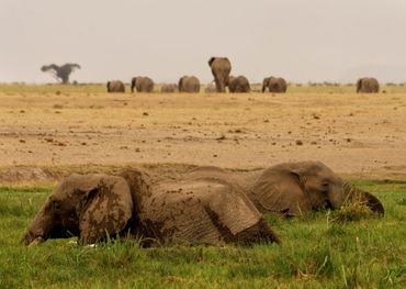 Elephants in Amboseli, Kenya