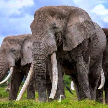 Giant Elephants in Amboseli National Park