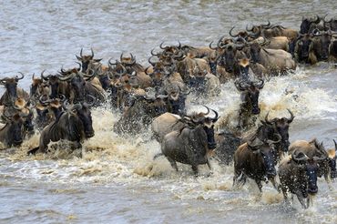 Wildebeest Migration cross Mara River