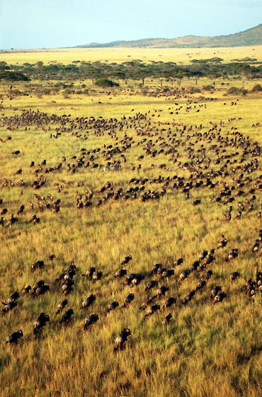 Wildebeest Migration Serengeti Tanzania