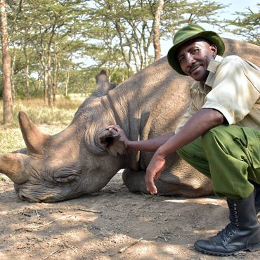 Ranger with Baraka the blind White Rhino cared for at Ol Pejeta Conservancy, Northern Kenya