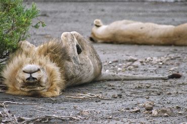 Mating lion & lioness taking a break