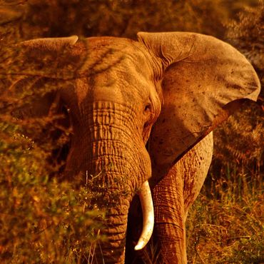 Tsavo dusty Red Bull Elephant