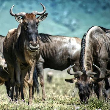 Wildebeest in the Ngorogoro Conservation Area