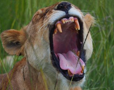 Mature lioness yawning