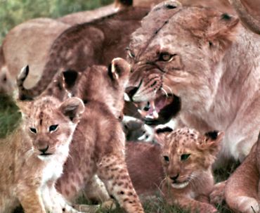 Lioness protecting her litter of cubs