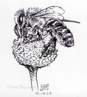 Bee study in black pen.
