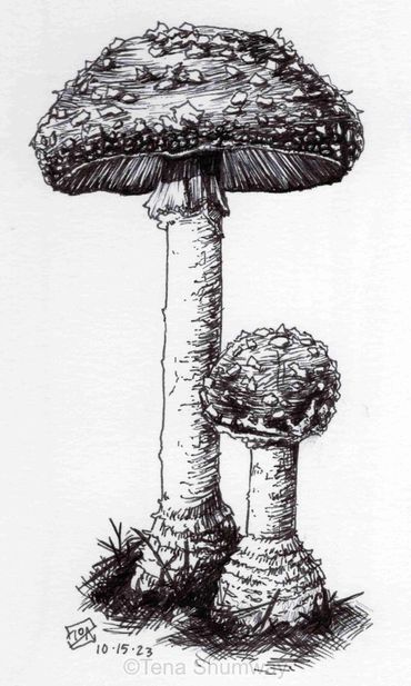 Traditional study of mushrooms using black pen.