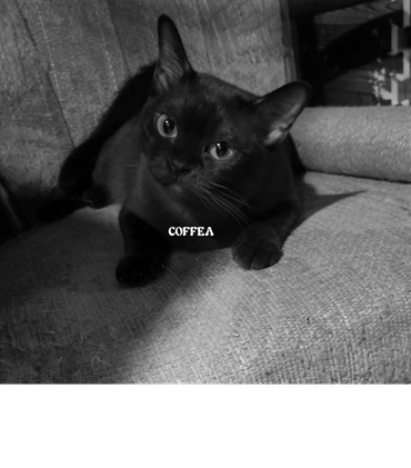 COFFEA