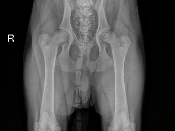 Coopers Hip Xray which was submitted to pennhip.