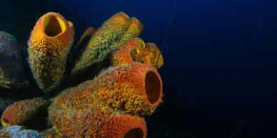 Scuba diving reef coral