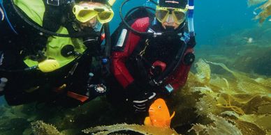 Scuba diving fish identification