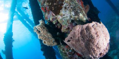 Scuba diving underwater life