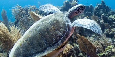 Scuba diving turtle