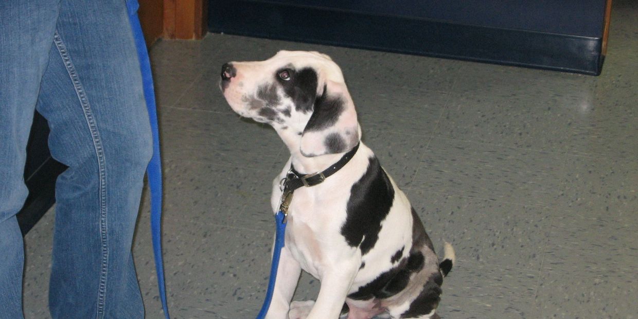 Great dane puppy on leash sitting and looking at his owner.