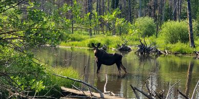 moose in pond in colorado