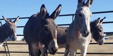 four BLM donkeys in a corral