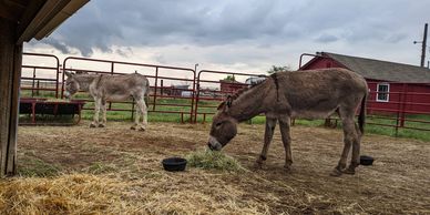 blue and moon burros eating hay in colorado