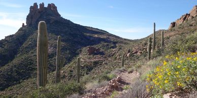 cacti on trail in arizona