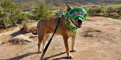 dog wearing harness and doggles