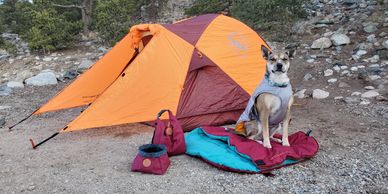 dog wearing ruffwear jacket sitting on wilderdog sleeping bag in front of big agnes tent