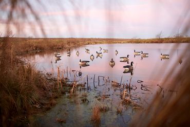 Seasonal waterfowl habitat can be managed with a water movement strategic plan.