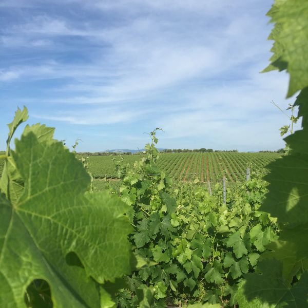 vineyard, wine