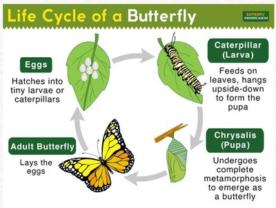 Southampton University illustration of butterfly life cycle,